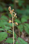 Spiked crested coralroot